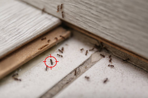 Flea Control Services in Bohemia, NY