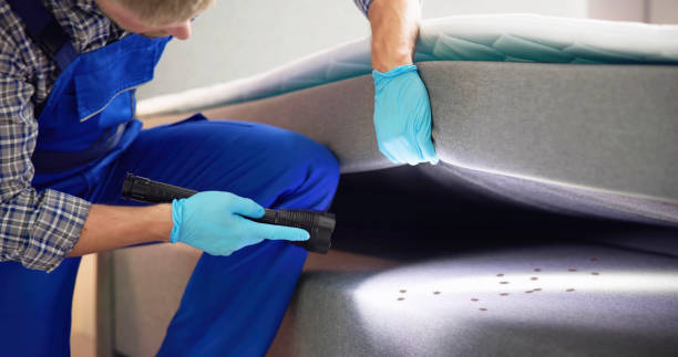 Wasp Removal Services in Bohemia, NY