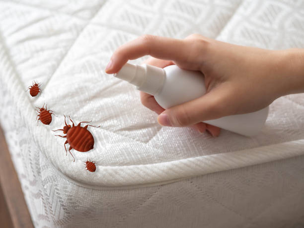 Best Pest Prevention Services  in Bohemia, NY